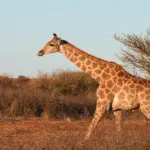 Hvordan fungerer en girafsliber?